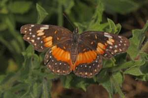 A Bordered Patch Butterfly as seen from above. Its wings are spread open.
