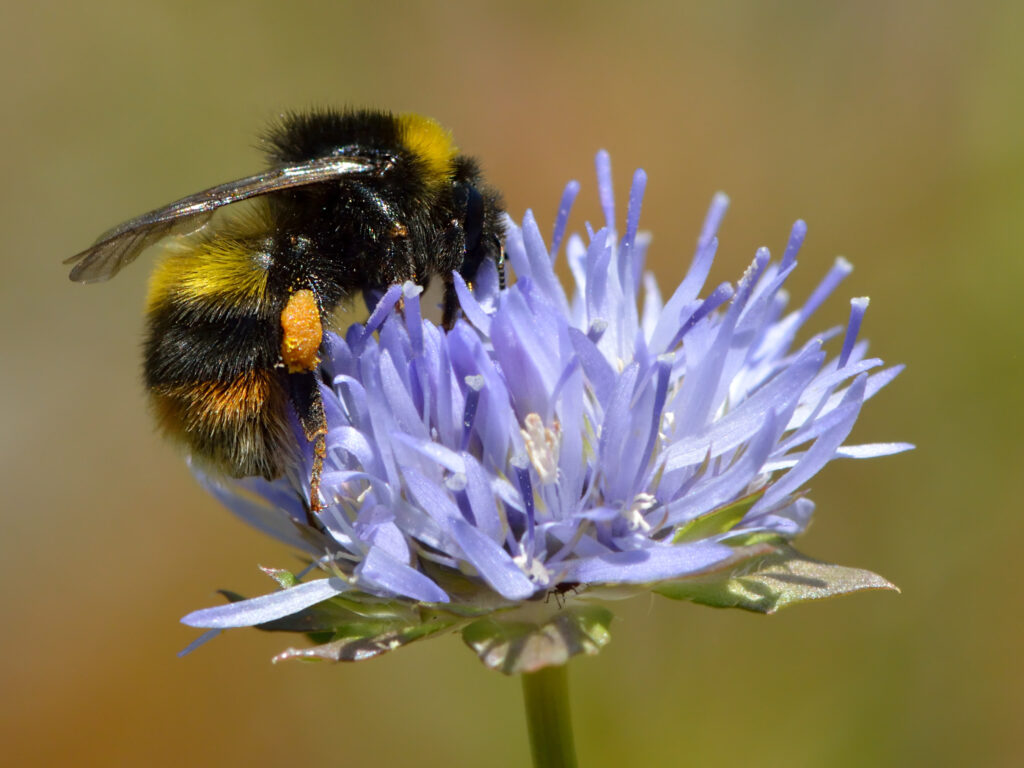 Broken-belted Bumblebee, which is black with yellow stripes, clinging to a lavendar flower.