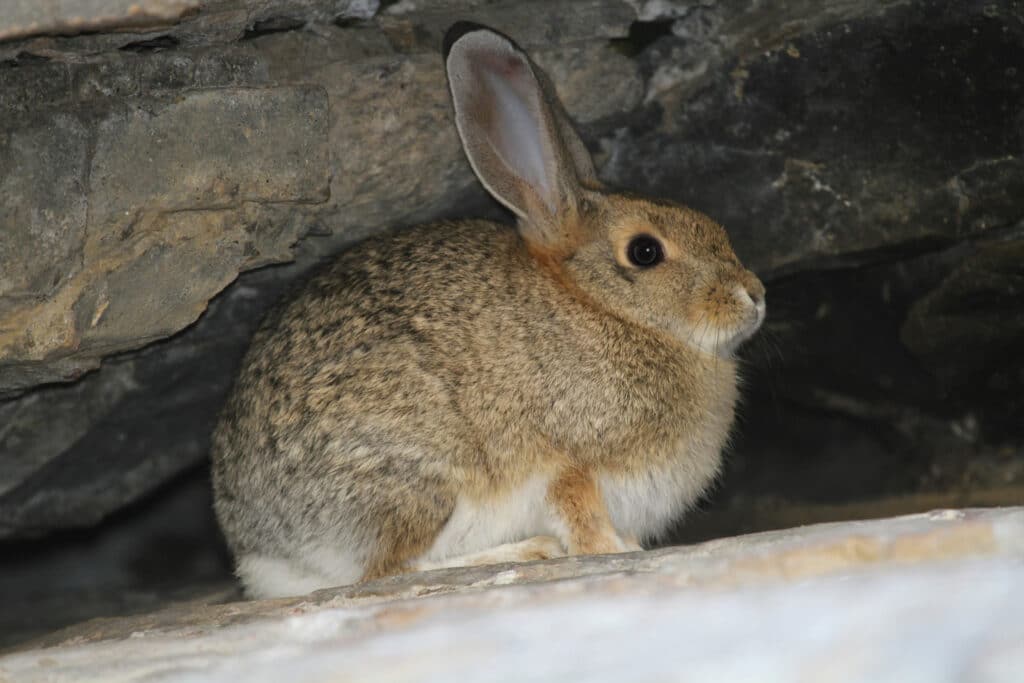 A Brush Rabbit is sitting within the hollow of some large stones, as seen from the side.