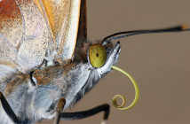 Close up image of a butterly's head showing its proboscis.