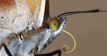 Close up image of a butterly's head showing its proboscis.