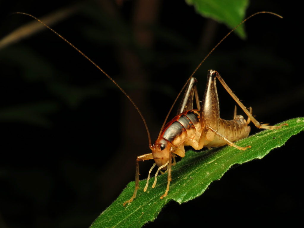 Camel cricket standing on surface of a leaf