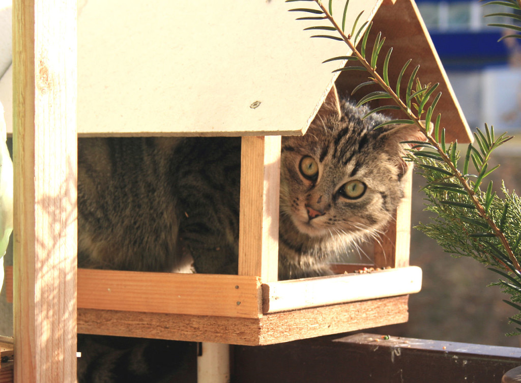 House cat sitting in a wood bird feeder