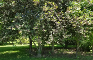 Two mature Chokecherry trees stand side by side.
