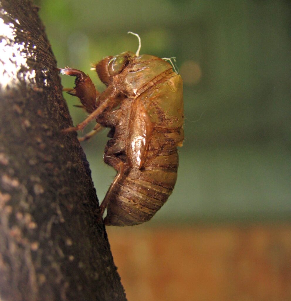 The empty exoskeleton  of a cicada clinging to a tree trunk.