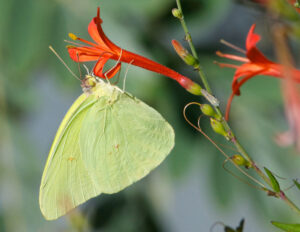A Cloudless Sulfur Butterfly is clinging to a red flower, as seen from the side.