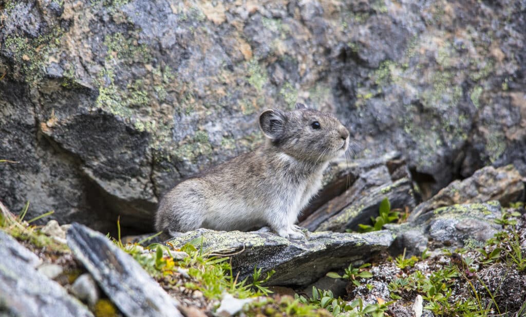 A Collared Pika is standing sideways atop a rocky outcropping.