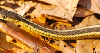 Common Garter Snake on dried leaves.