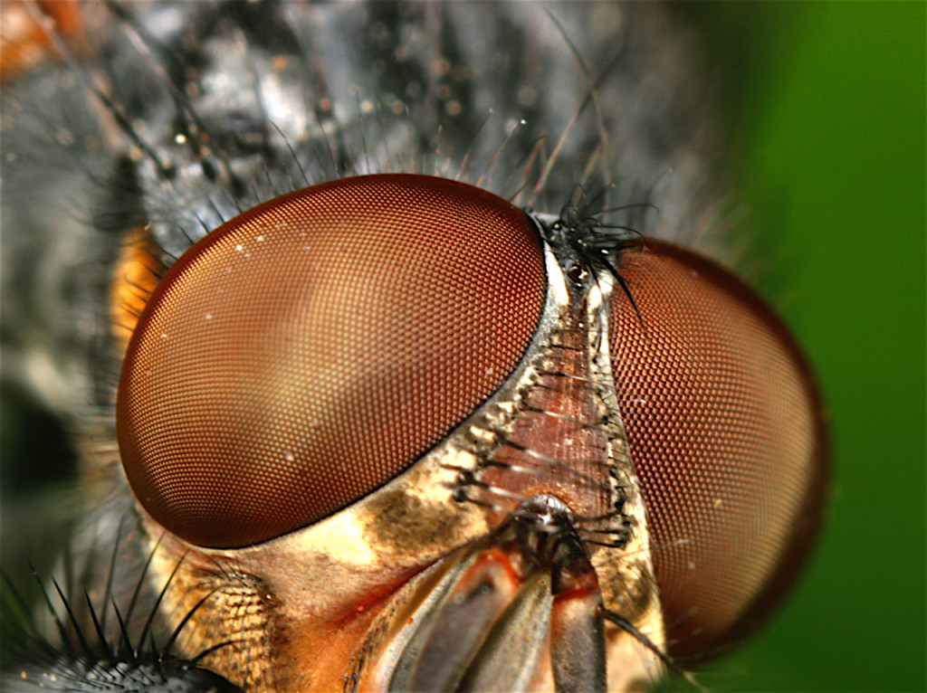 General anatomy of insects Wildlife