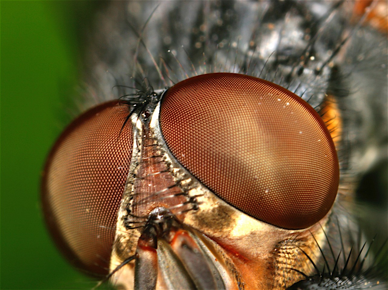 compound eyes