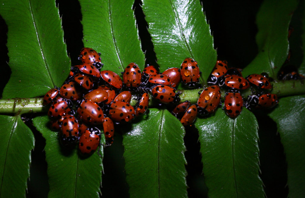 Convergent Lady Beetles on leaves