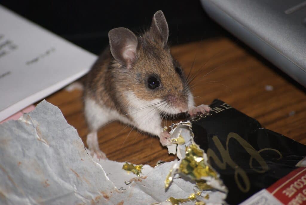 Deer Mouse standing on a desk and eating a chocolate bar.