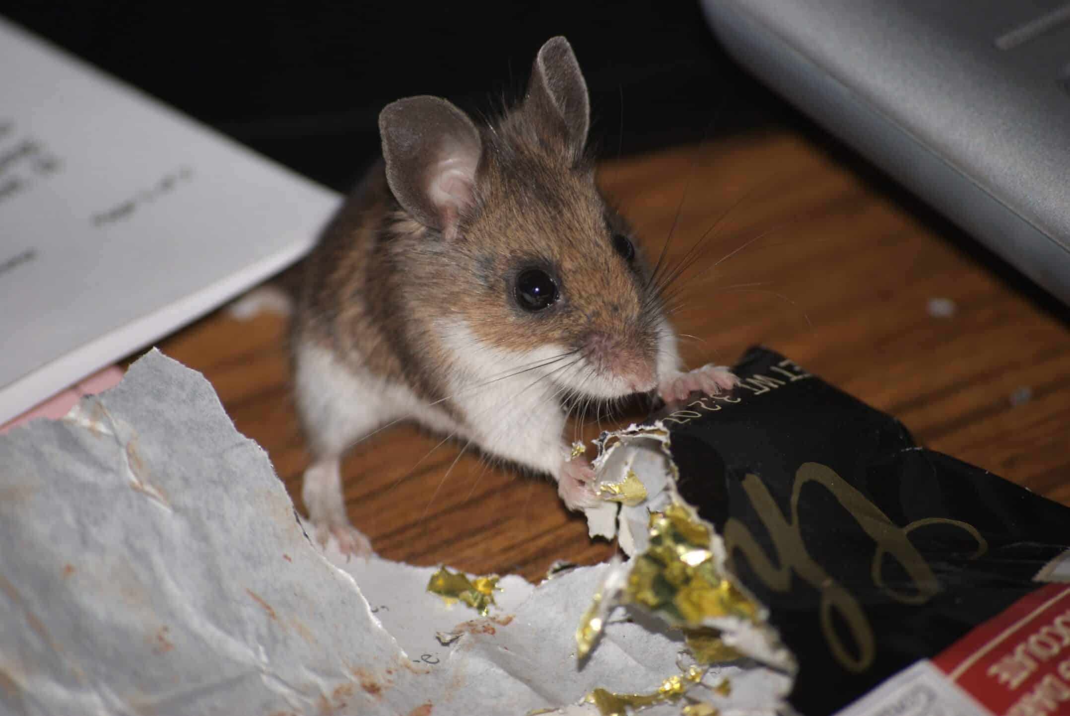 О мышах и людях. Грустная мышь ест. Грустная мышь ест конфеты. Очень грустная мышка. Мышь в другую сторону