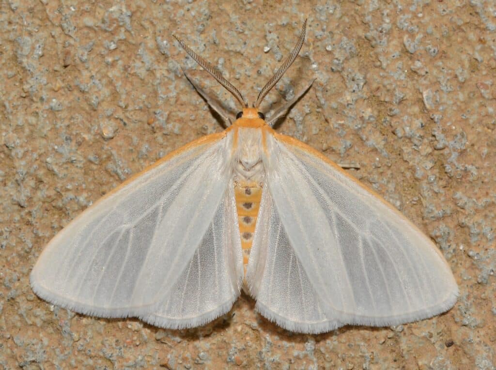 A Dogbane Tiger Moth with wings spread, clinging to a tan surface.