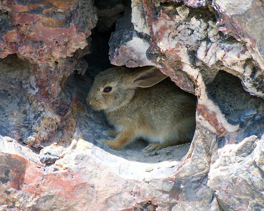 A Desert Cottontail Rabbit is huddled in the shady part of a rocky place.