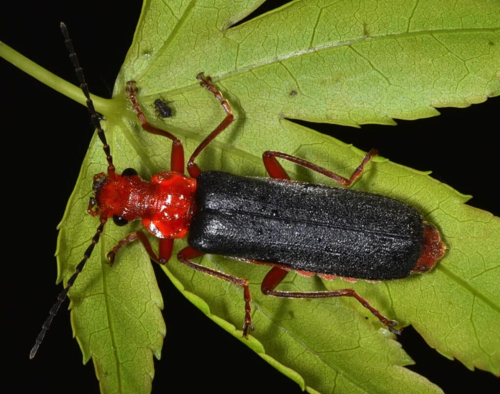 A Downy Leatherwinged Beetle standing on a green leaf. It has black wings and red head and thorax.