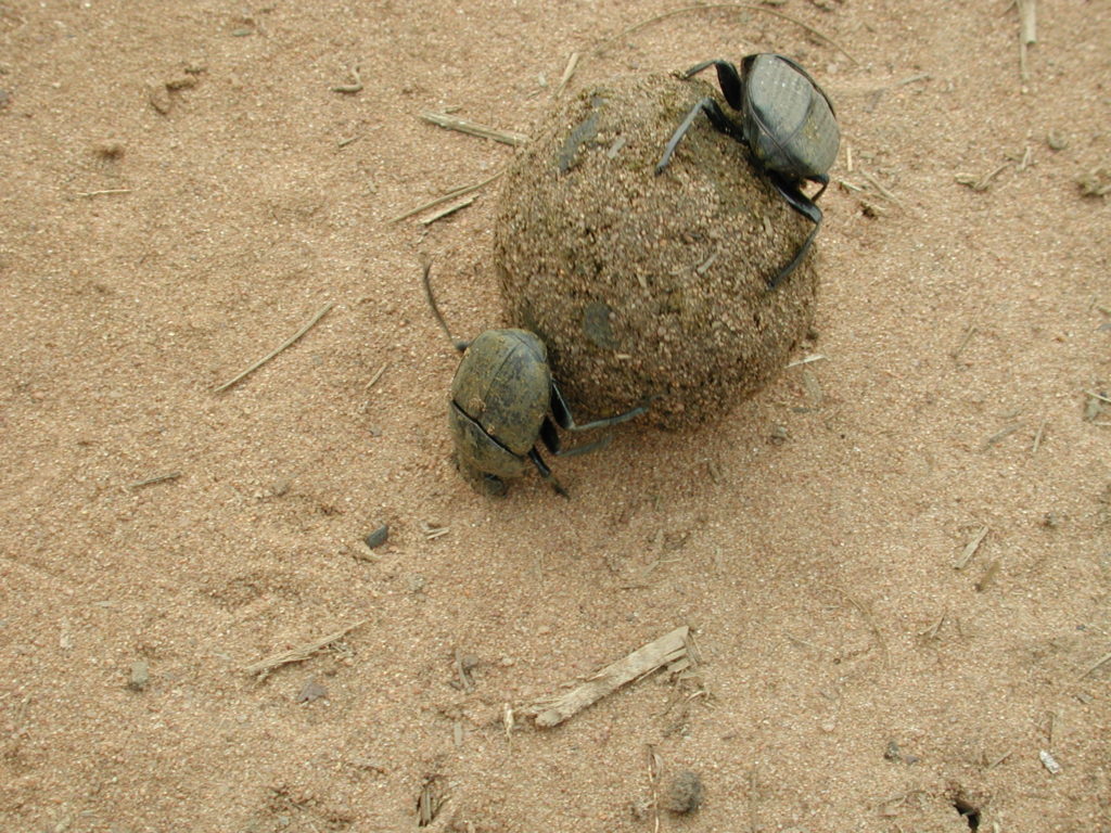 Dung beetles rolling a ball of dung