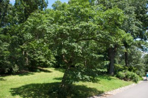 A mature Dwarf Chinkapin Oak is shown growing next to a walkway.