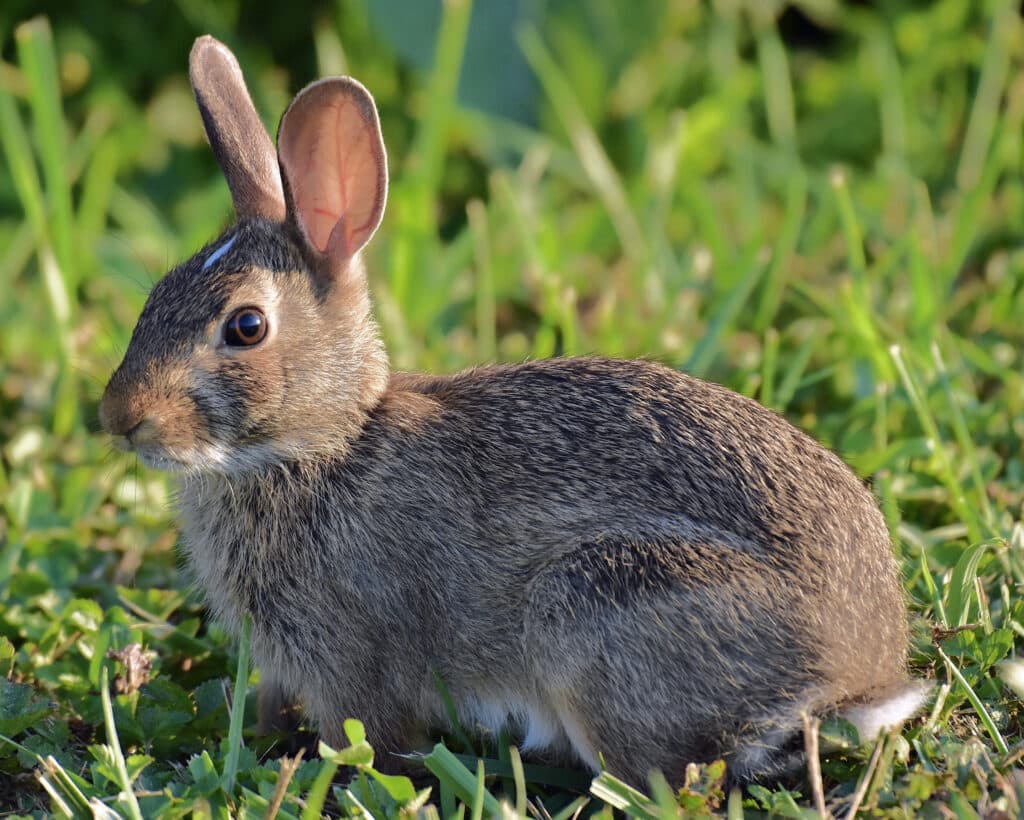 An Eastern Cottontail Rabbit is seen from the side as it sits in short, green grass.
