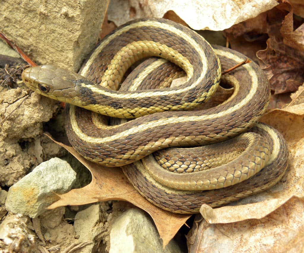 An Eastern Garter Snake is lying coiled on a pile of rocks.