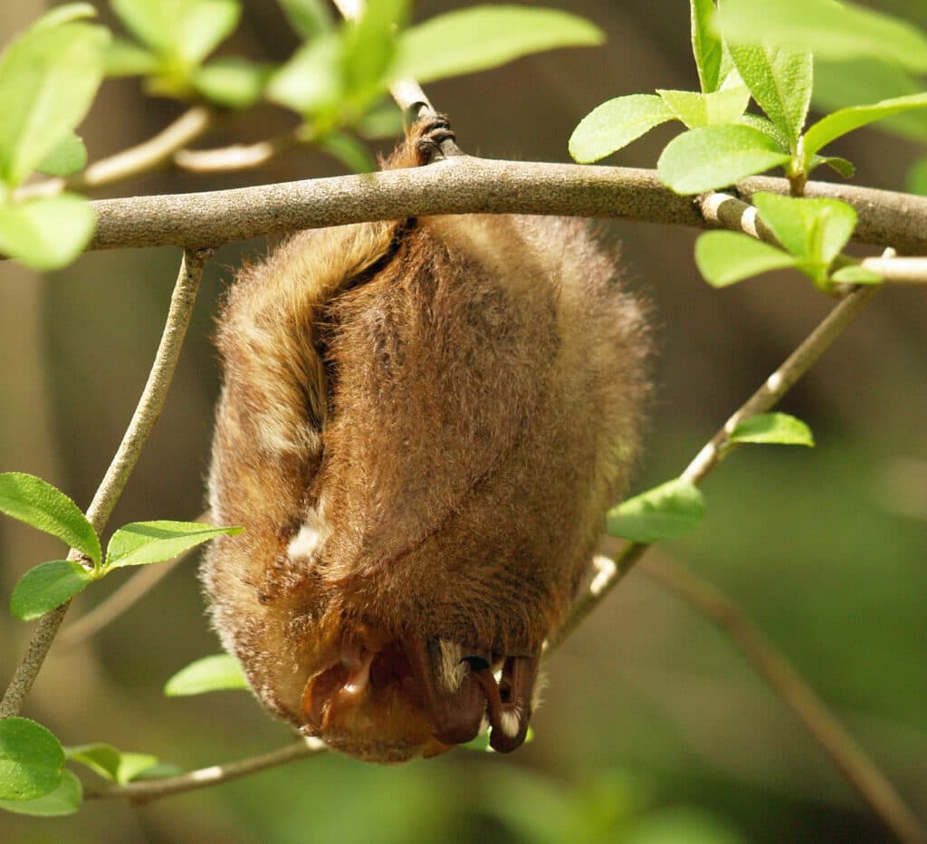 An Eastern Red Bat is hanging head down from a small limb. It looks like an oval ball of red fur.