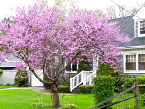 An Eastern Redbud in bloom, in a front yard.