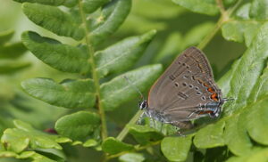 An Edwards Hairstreak, with wings closed, is standing on a green leaf.
