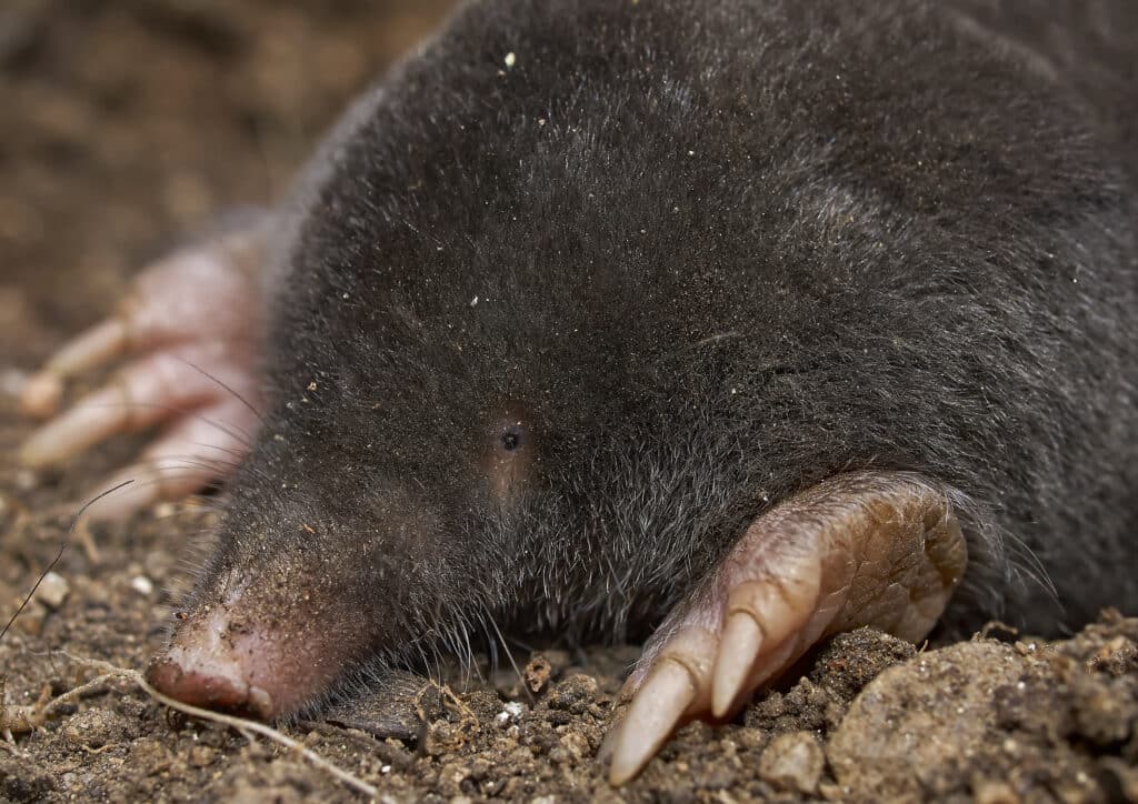 A close up of the head of a European Mole, as seen from the side.