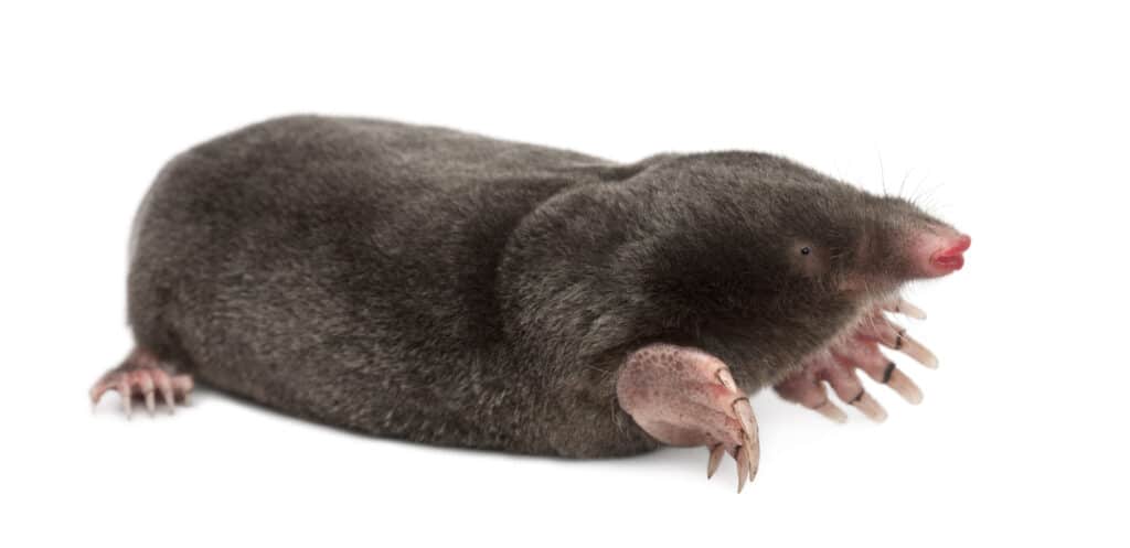 The full body of a European Mole is shown against a white background.