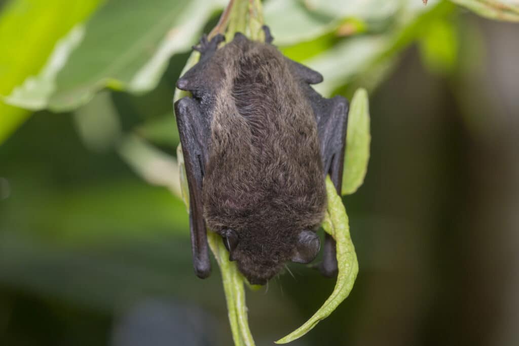 An Evening Bat is hanging head down from a green plant stem. Its back is facing the camera.