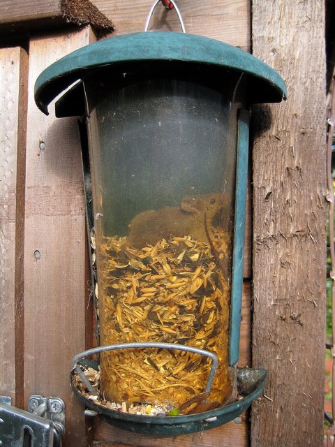 mouse inside a bird feeder
