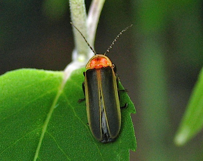 Firefly resting on a leaf