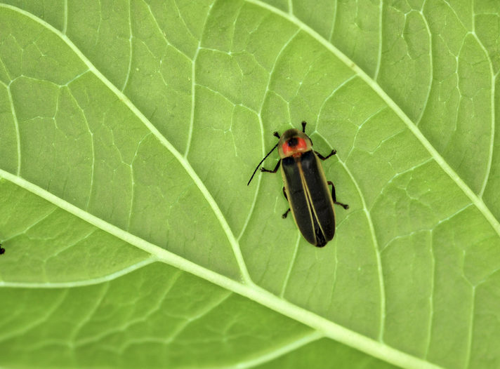 Close up image of a firefly resting on a green leaf.