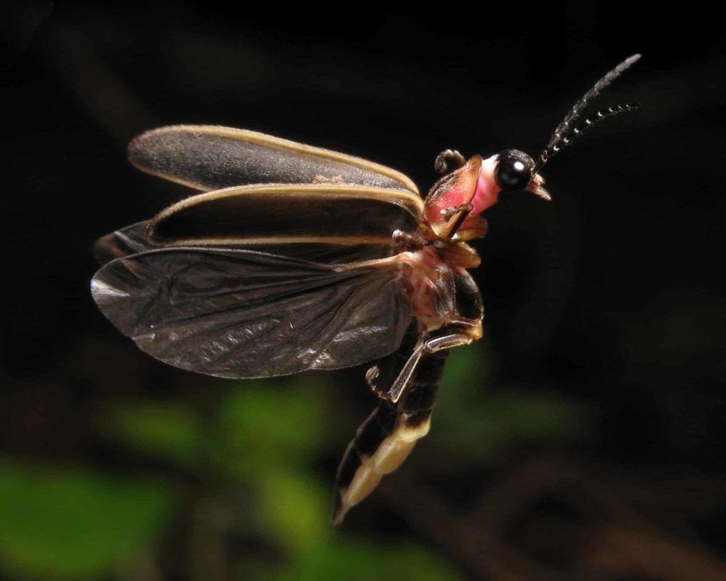 Firefly, Photinus pyralis, in flight.