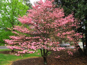 A Flowering Dogwood is in full bloom with pretty pink flowers.