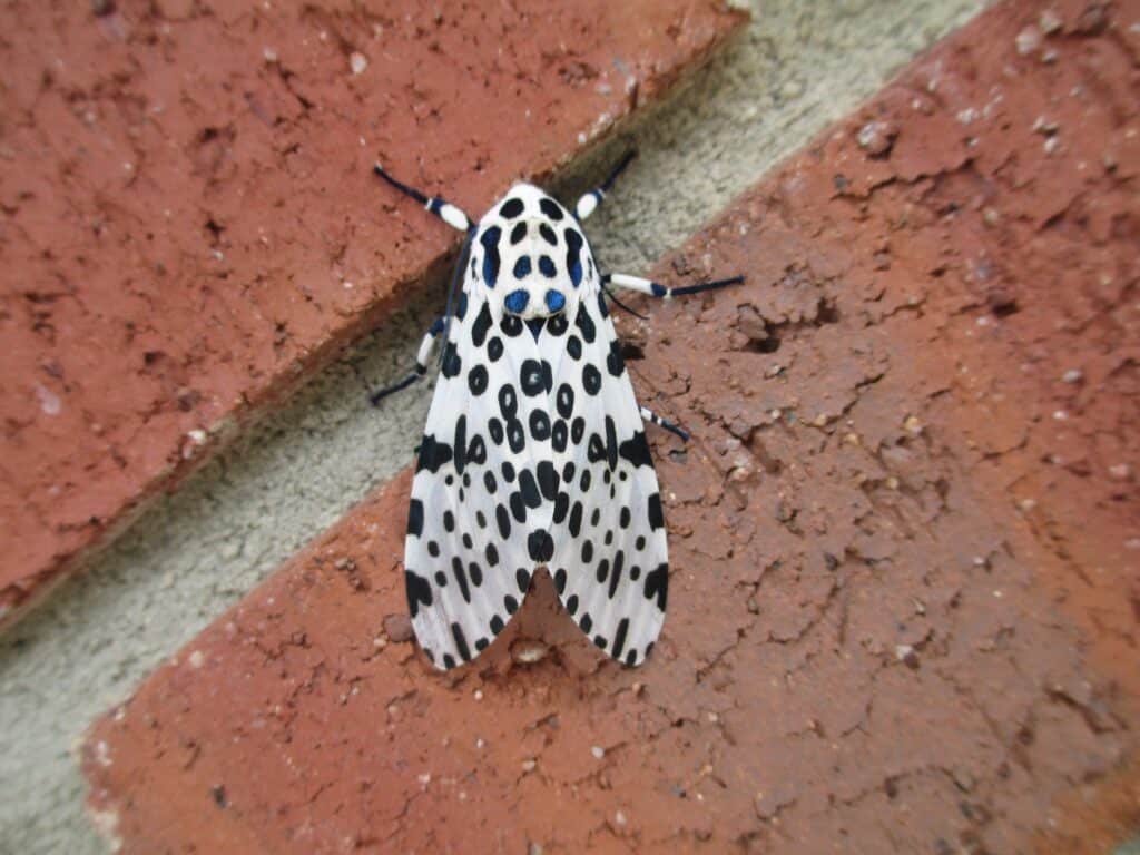 A Giant Leopard Moth is clinging to a brick surface. It is white with black dots and circles all over its wings.