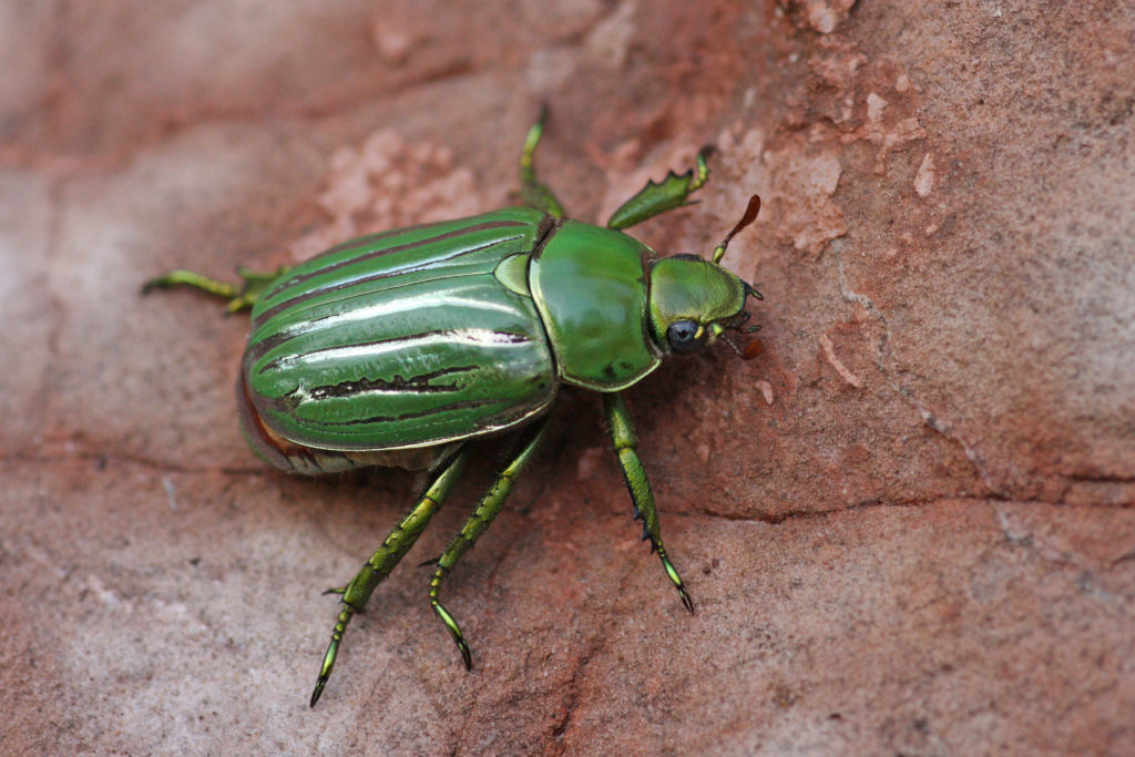 Glorious Scarab Beetle on brown background