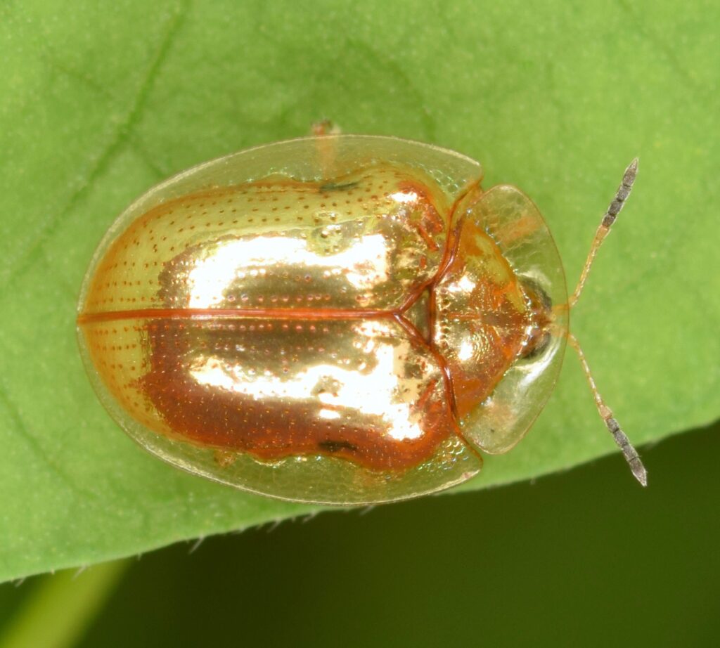 A beautiful gold-colored beetle with transparent wings is standing on a green leaf.