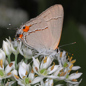 A Gray Hairstreak Butterfly is standing on a white flower, as seen from the side. Its wings are folded.