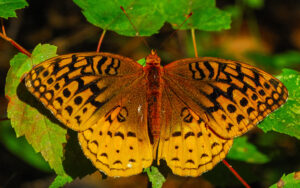 A Great Spangled Fritillary Butterfly is standing on a green leaf; seen from above, with its wings open.