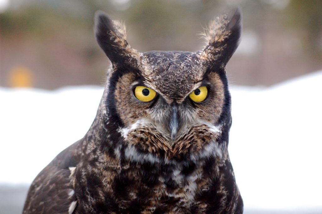 Close up of Great-horned Owl facing the camera, showing ear tufts standing up.