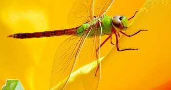 Close up image of a Green Darner dragonfly.