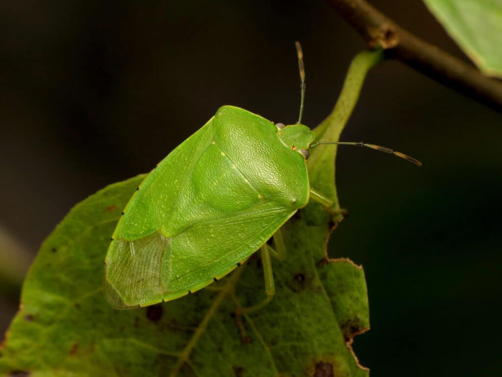 A Green Stink Bug is standing on a green leaf.