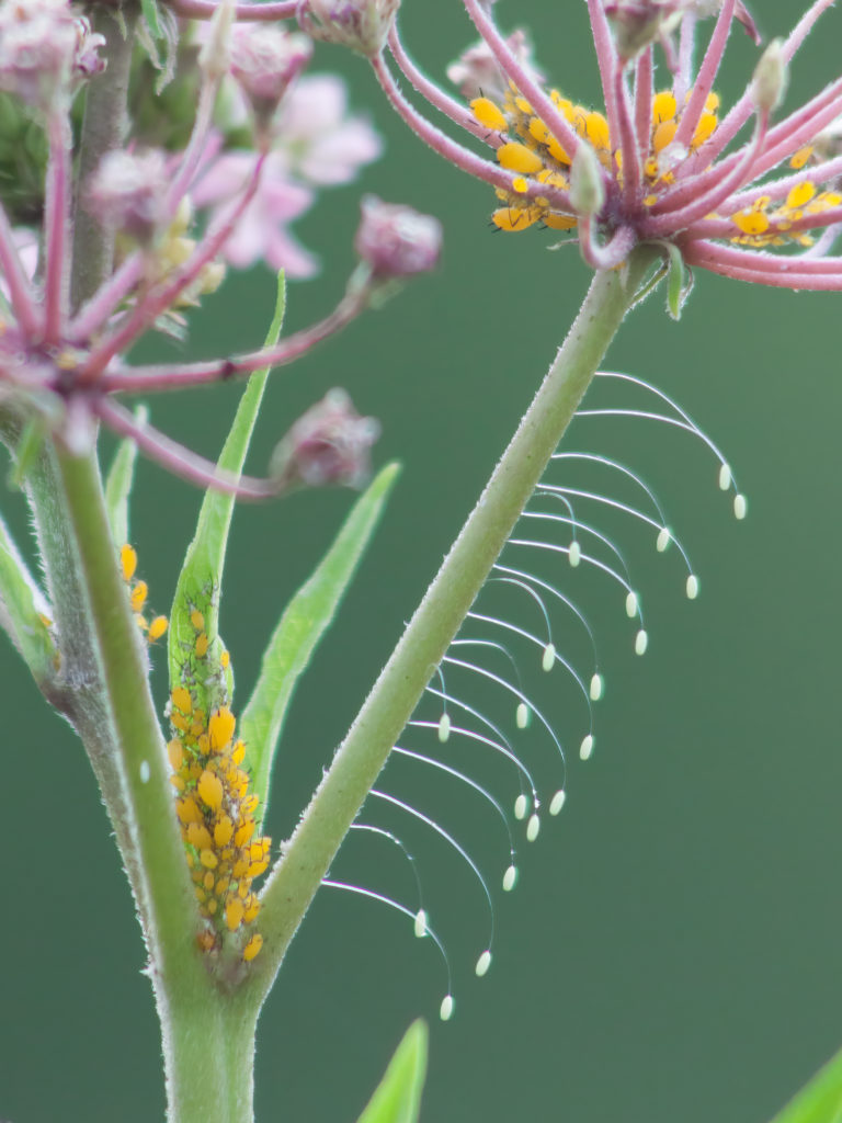 Green lacewings eggs