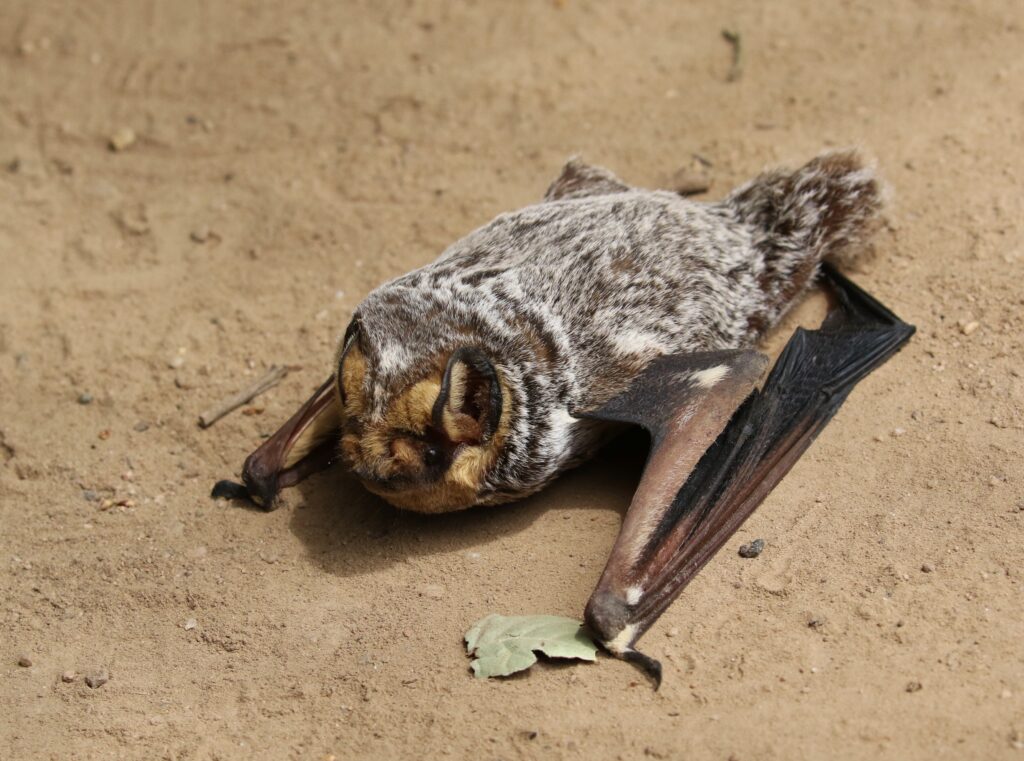 A Hoary Bat is lying on the ground with wings folder, as seen in 3/4 view.
