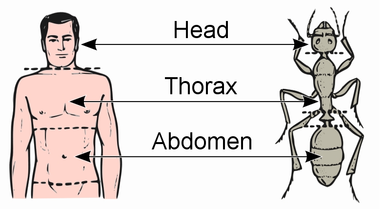Illustration of a human and an insect, with three main body parts identified.