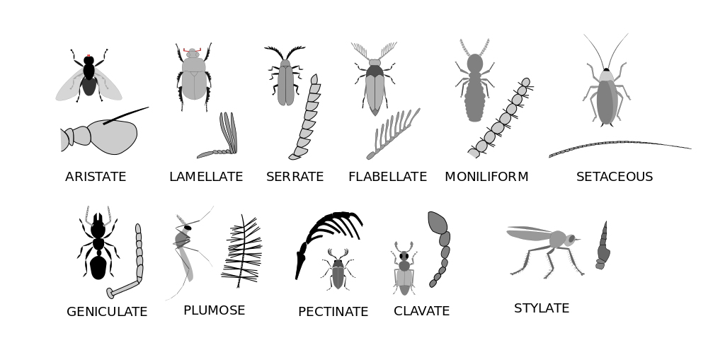 Illustration showing different types of insect antennae.