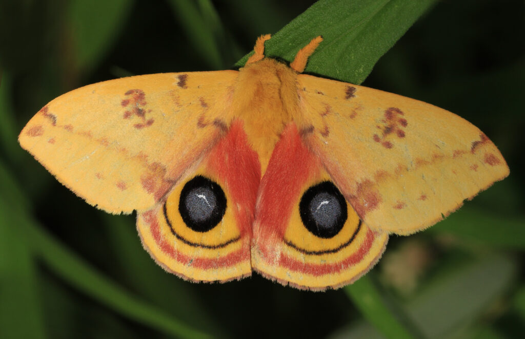 An Io Moth, which is a brilliant yellow color with a large dark eye spot on each wing, stands on a green leaf.