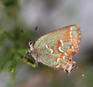 An "Olive" Juniper Hairstreak is clinging to a small twig, as seen from the side with wings folded.