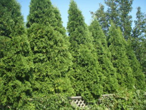 A row of tall, mature juniper trees.